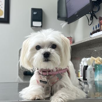 pet shop veterinaria dr ambiorix marte