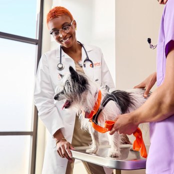 pilis vet clinica medica de mascotas 11