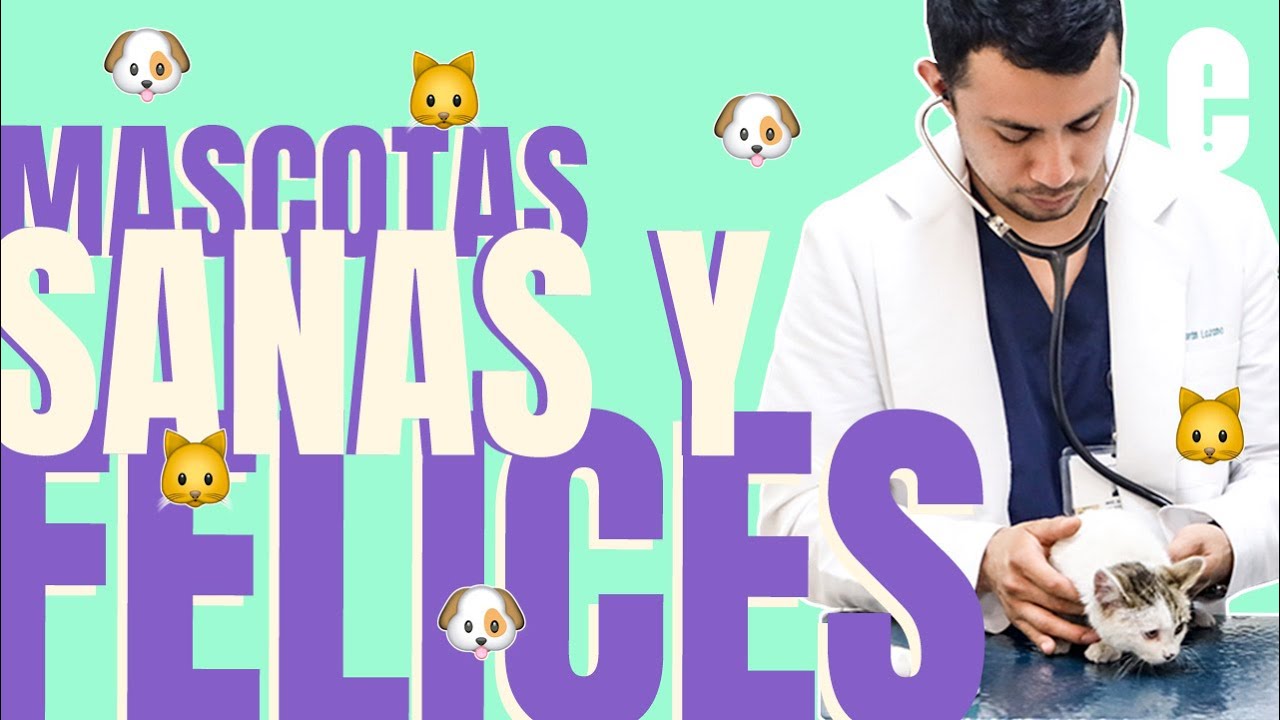 pilis vet clinica medica de mascotas 13