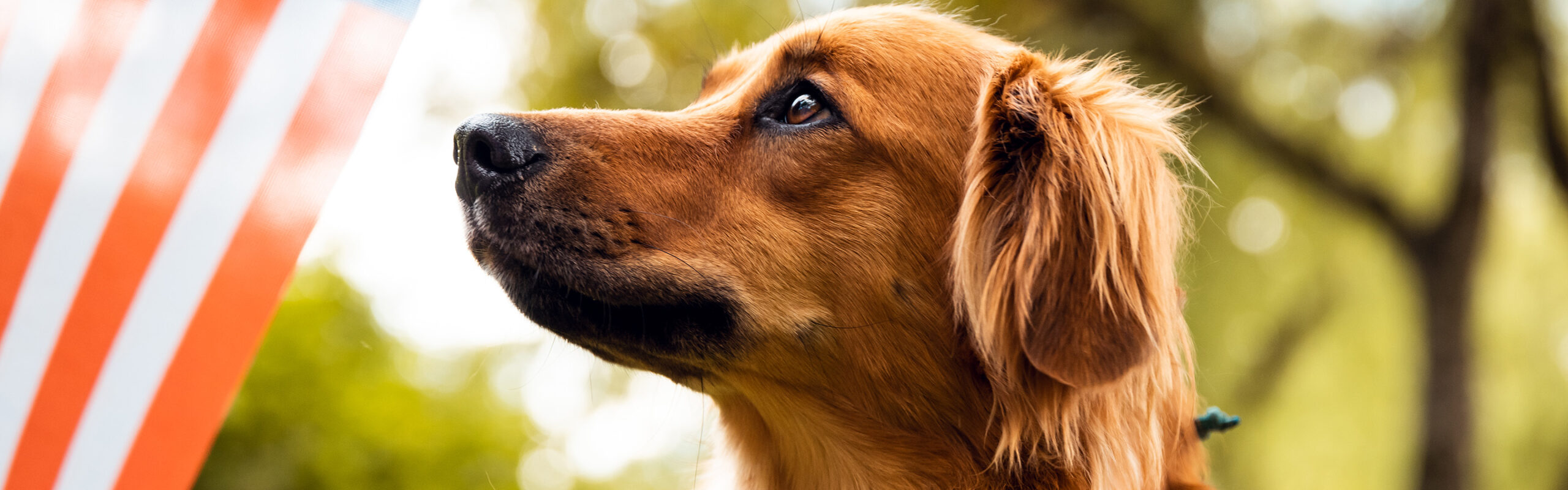 pilis vet clinica medica de mascotas 14 scaled