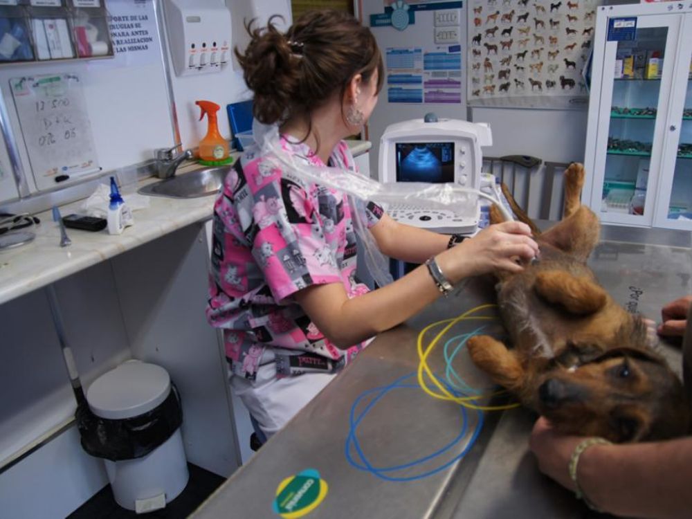 pilis vet clinica medica de mascotas 16