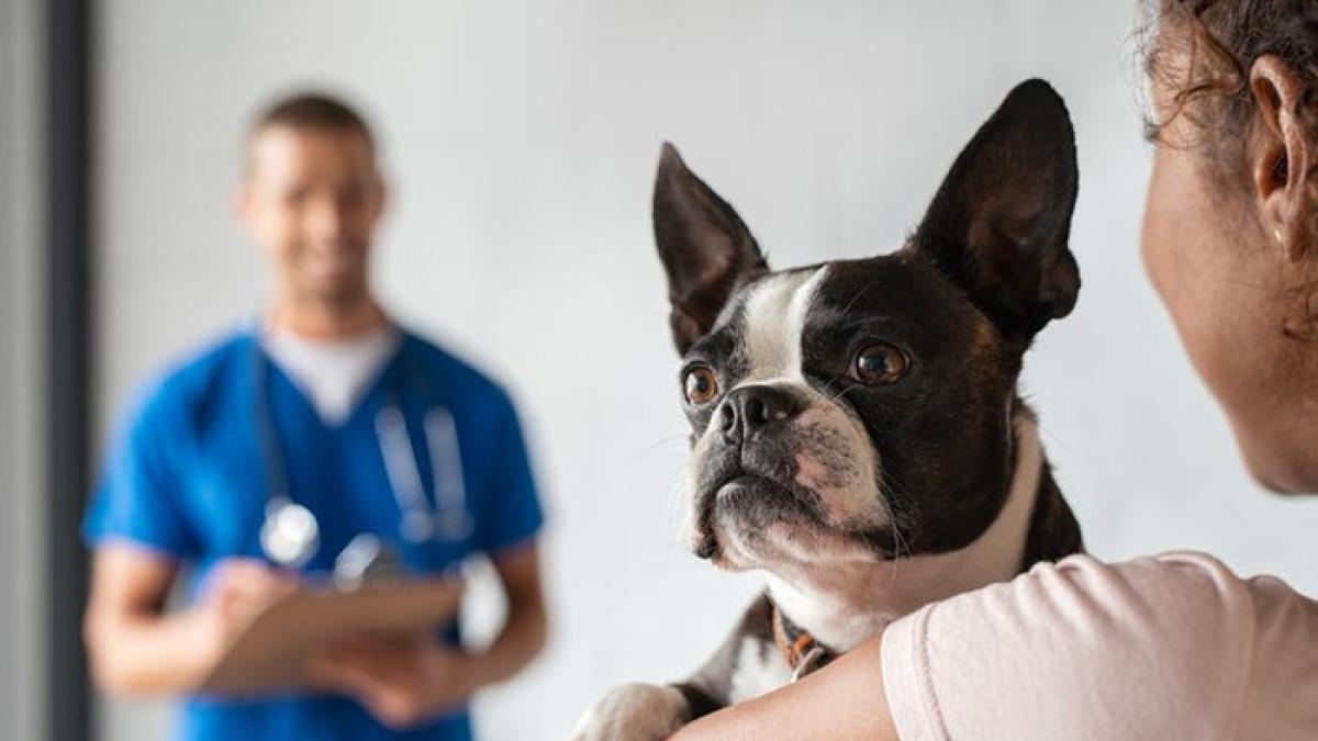 pilis vet clinica medica de mascotas 17