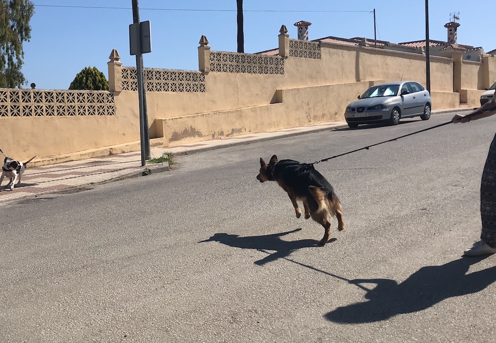pilis vet clinica medica de mascotas 4