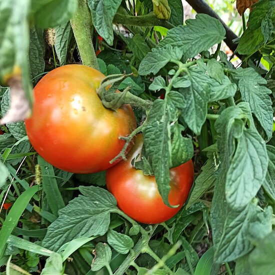 productos agricolas santana