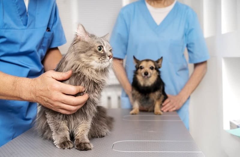 productos y equipos de veterinarios bedrooms