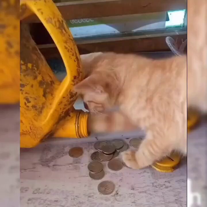 puchy pet shop 2