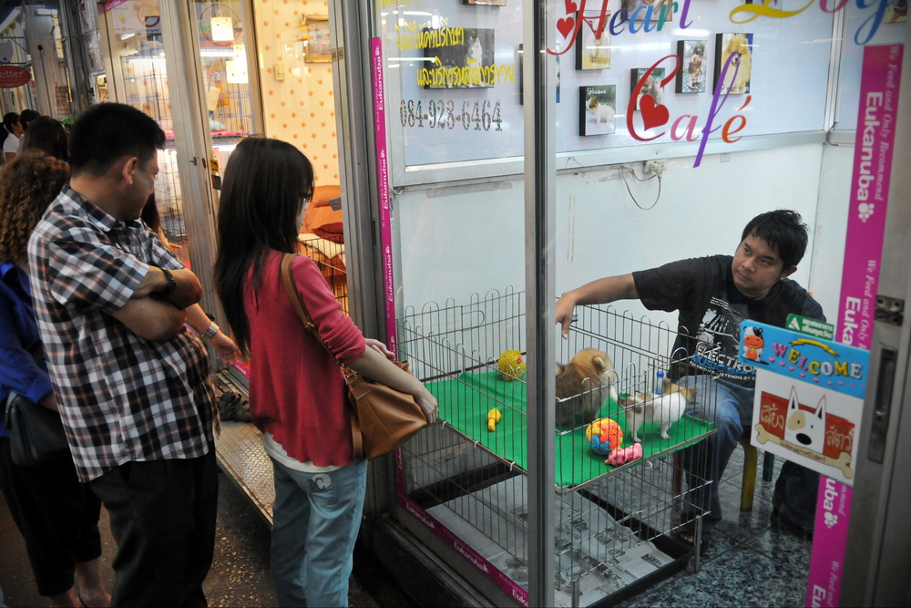 Puchy Pet Shop 1 puchy pet shop