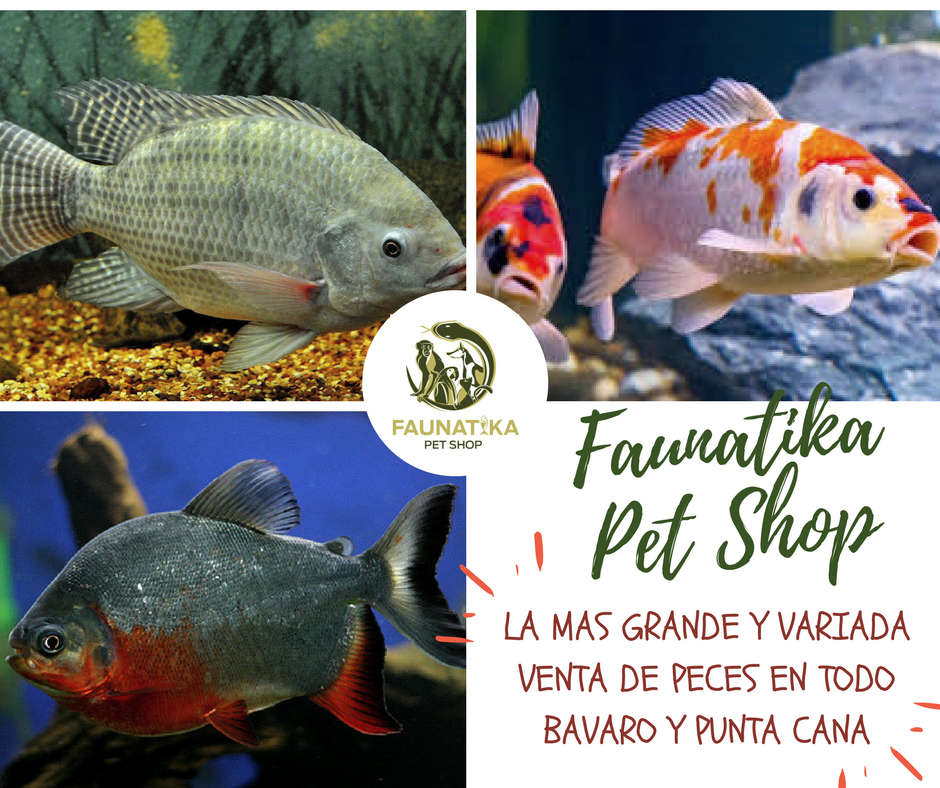 punta cana pet center