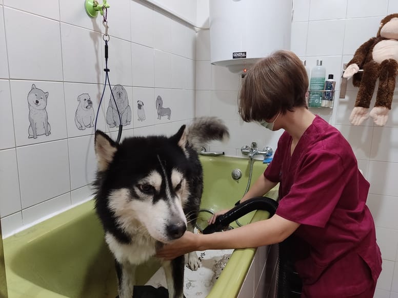 sahueso centro veterinario 1