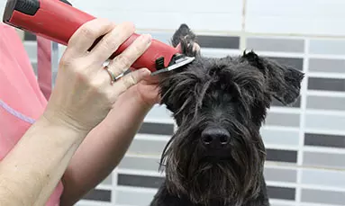 salon peluqueria perro sano