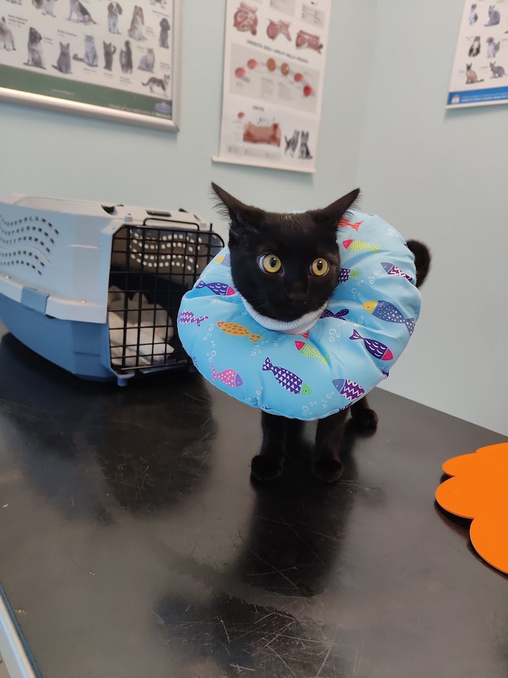 selvatica pet store 2