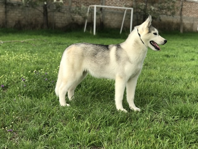 venta de husky siberianos sdo 1