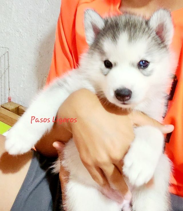 venta de husky siberianos sdo 2