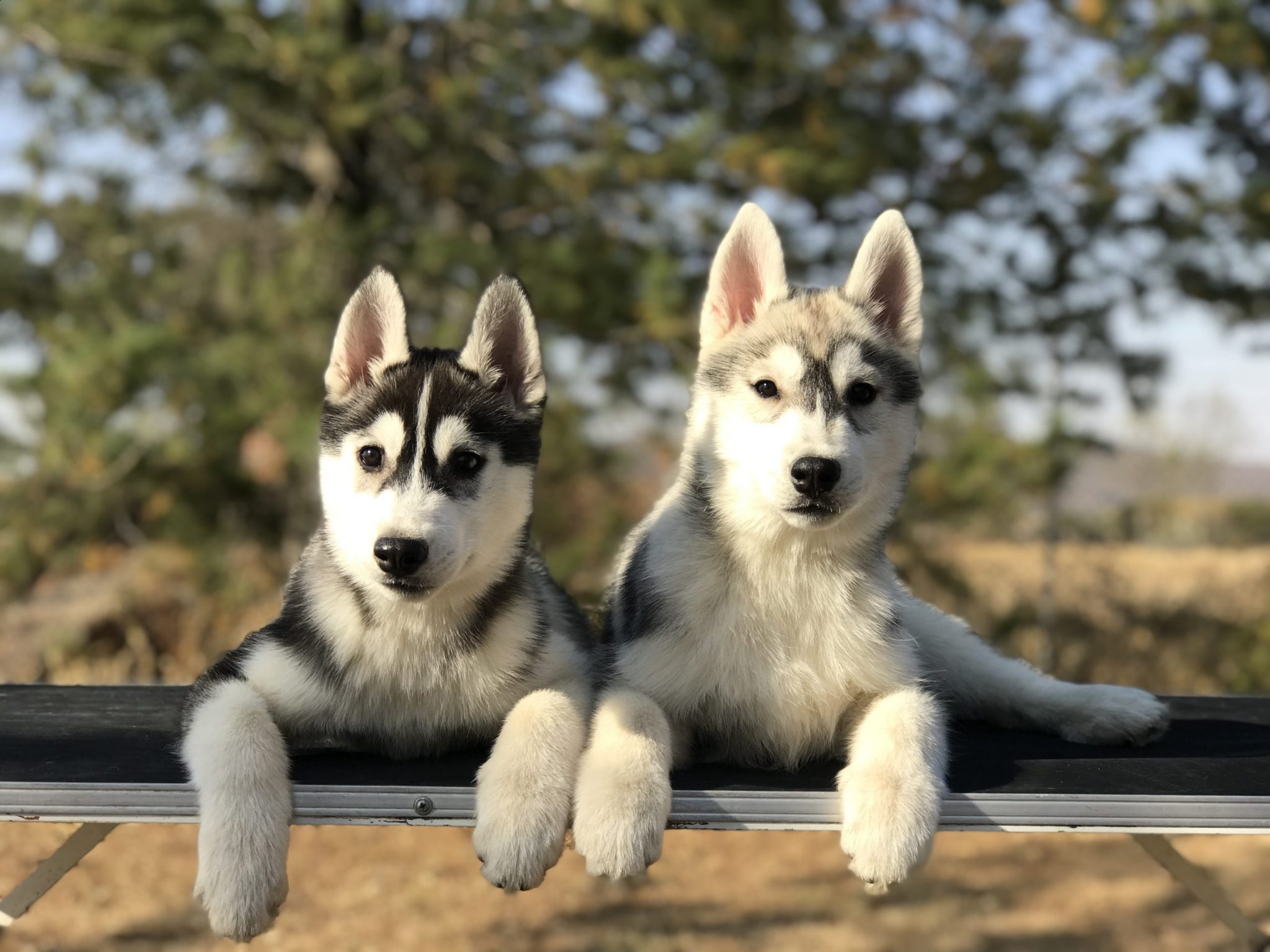 venta de husky siberianos sdo