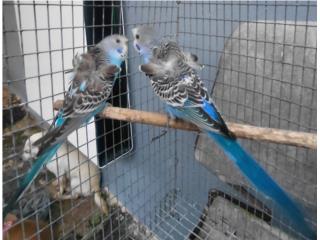 ventas de animales king