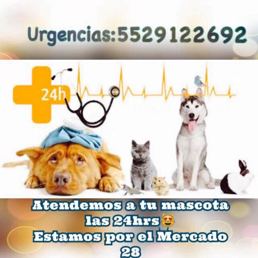 vet mart clinica veterinaria 24 horas 4