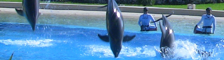 veterinaria aquavet 7