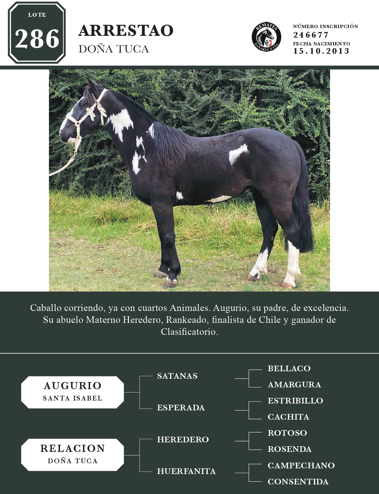 veterinaria cachita 1