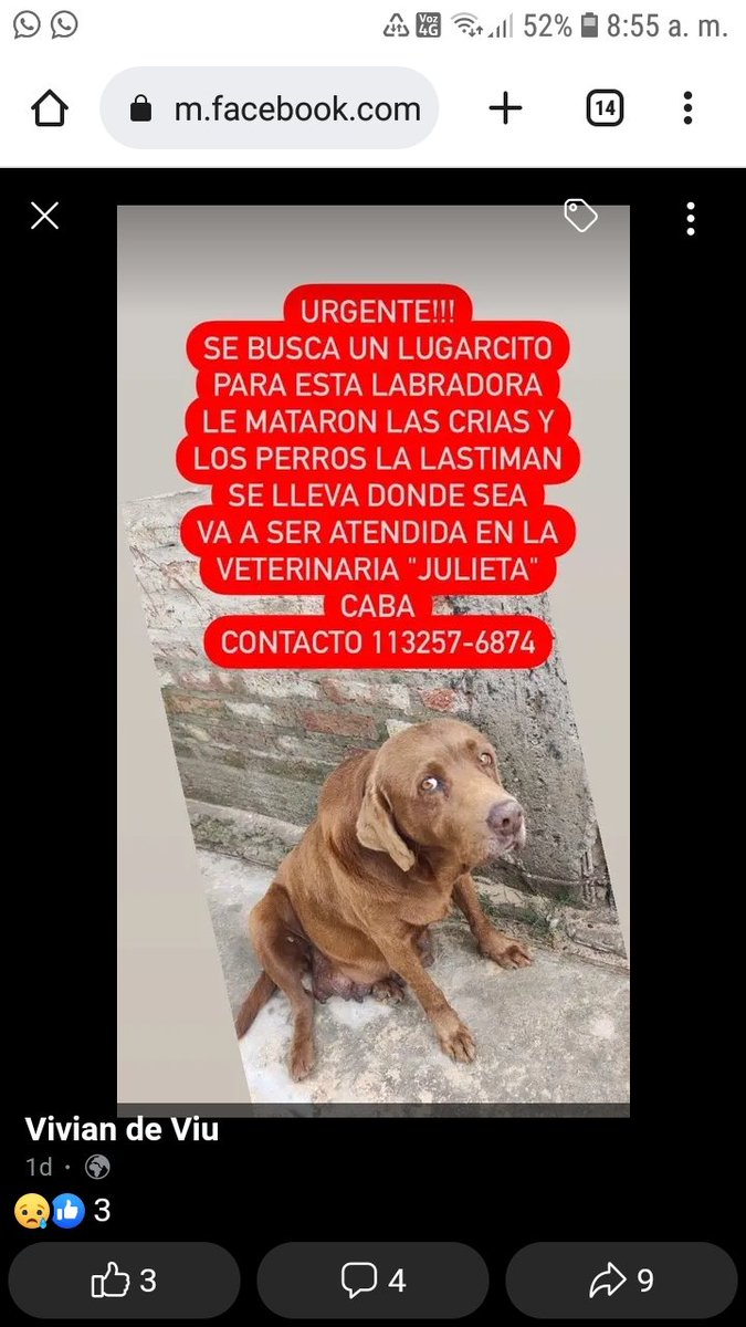 veterinaria cachita 2