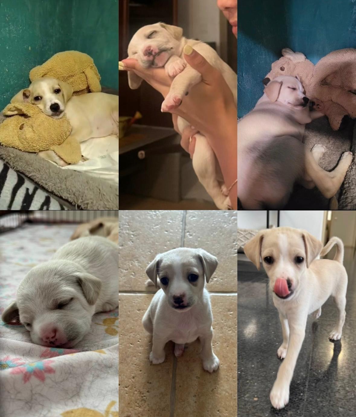 veterinaria carrasco papucho