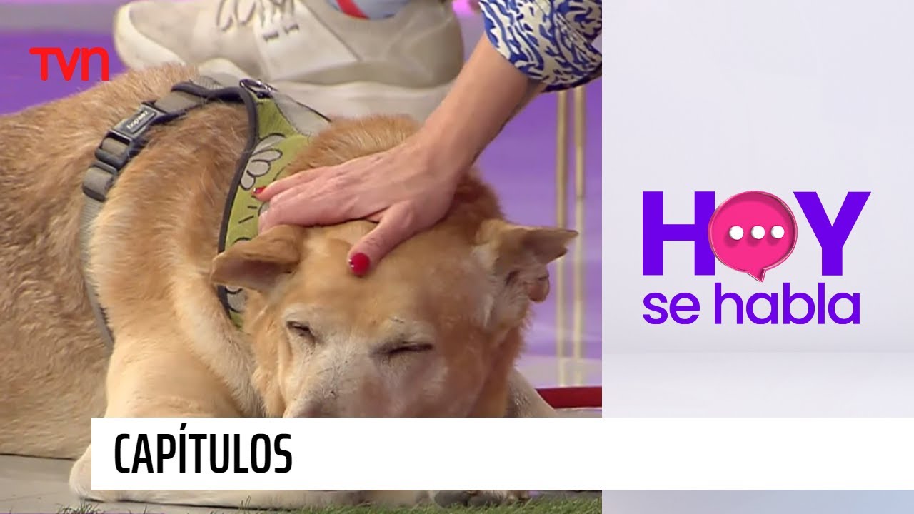 veterinaria chelow 2