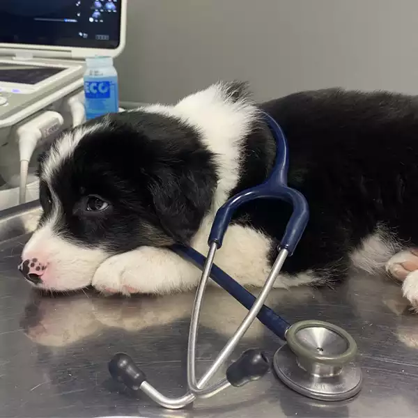 veterinaria del norte 1