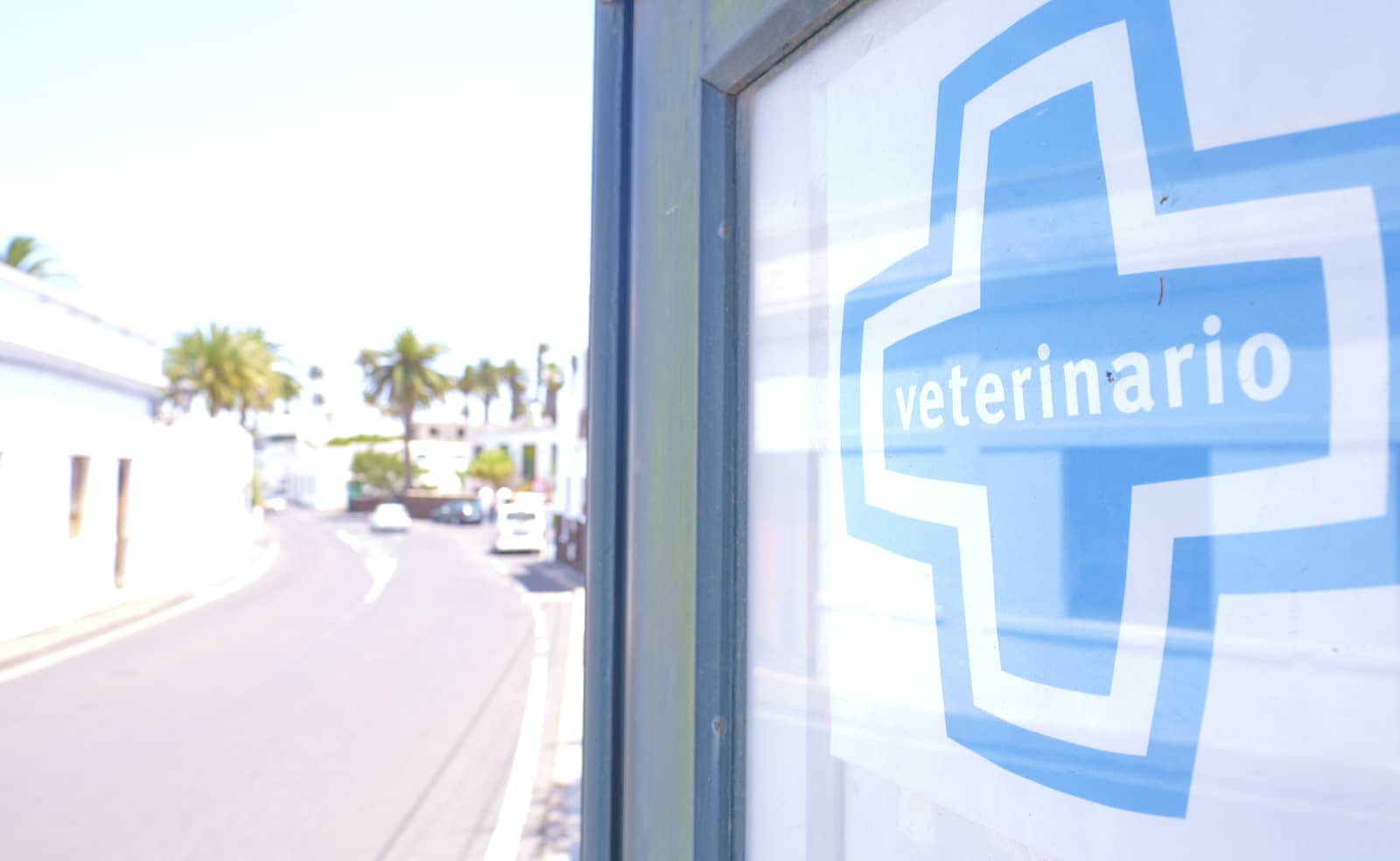 veterinaria del norte 4