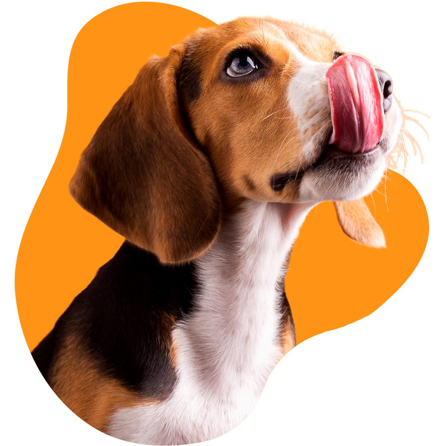 veterinaria del norte s a