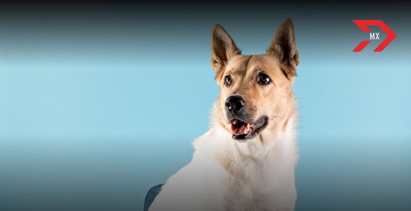 veterinaria dr herrera 3