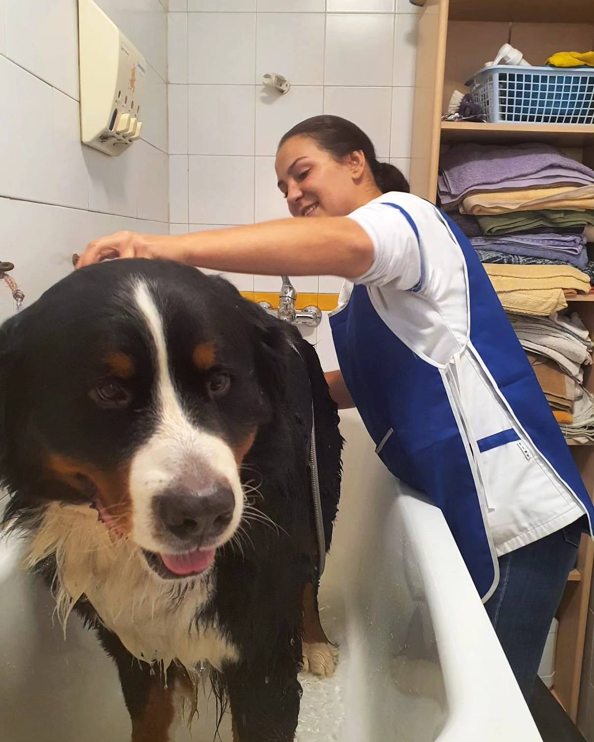 veterinaria dr roque 2