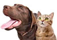 veterinaria dra nancy ramirez 1