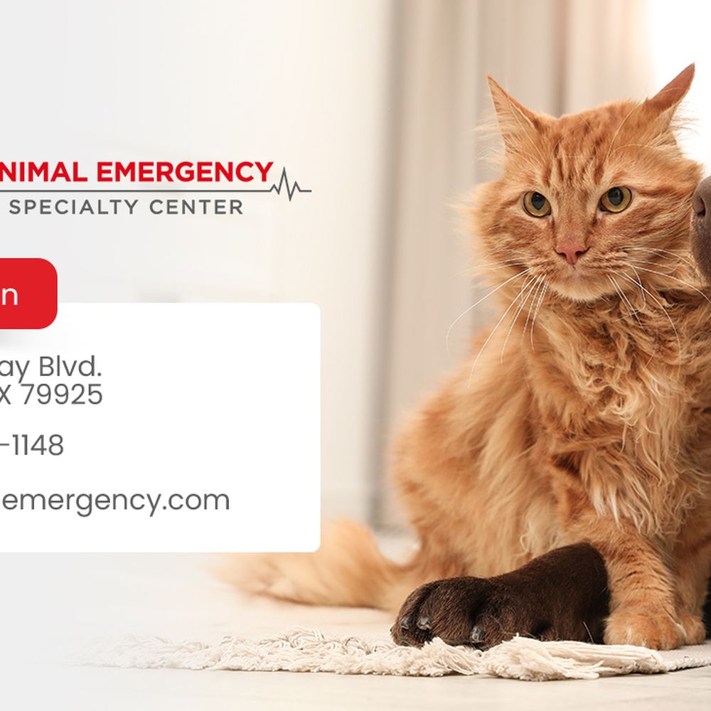 veterinaria dra nancy ramirez