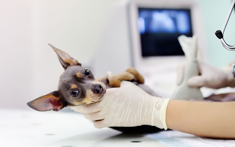 veterinaria dra rosa naveo 3