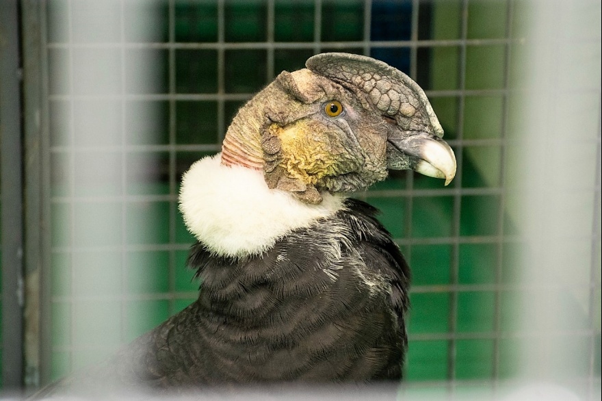 veterinaria el condor 1