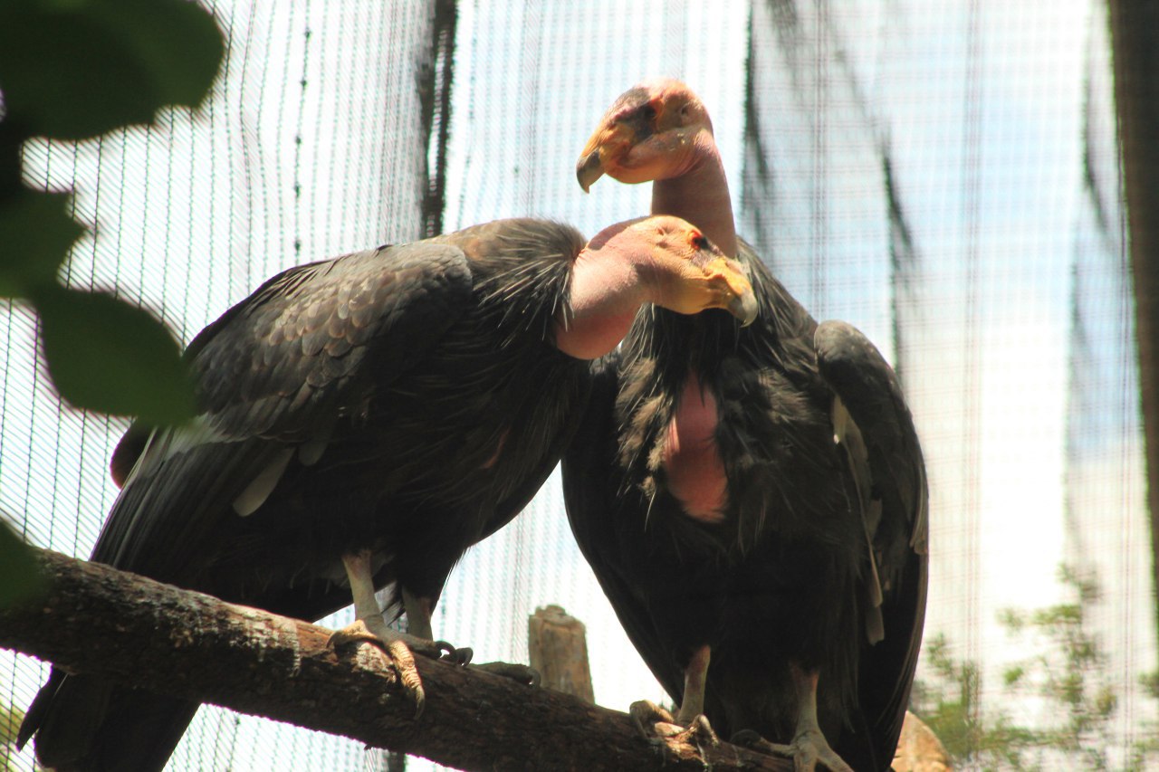 veterinaria el condor