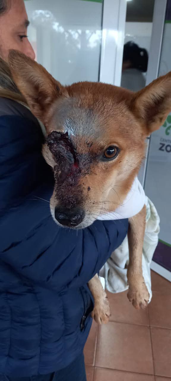 veterinaria el hormiguero 1