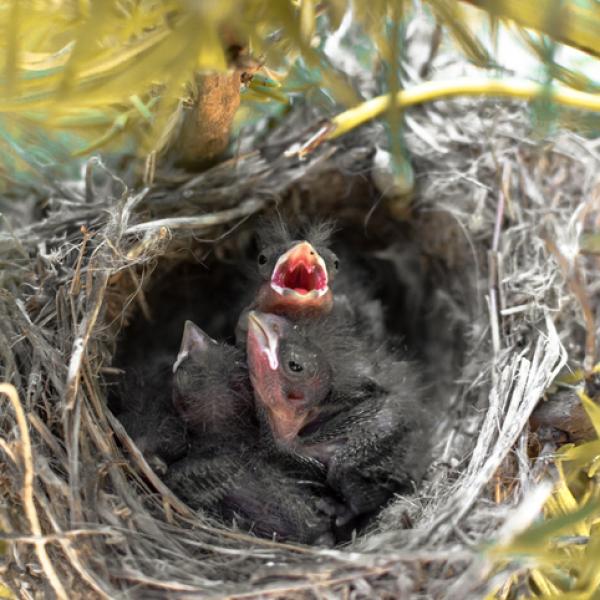 veterinaria el nido del ave 2