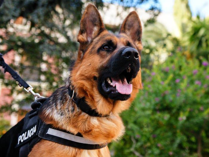 veterinaria el pastor aleman 1