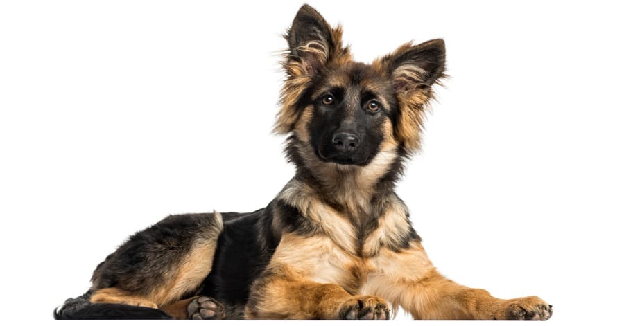 veterinaria el pastor aleman 2