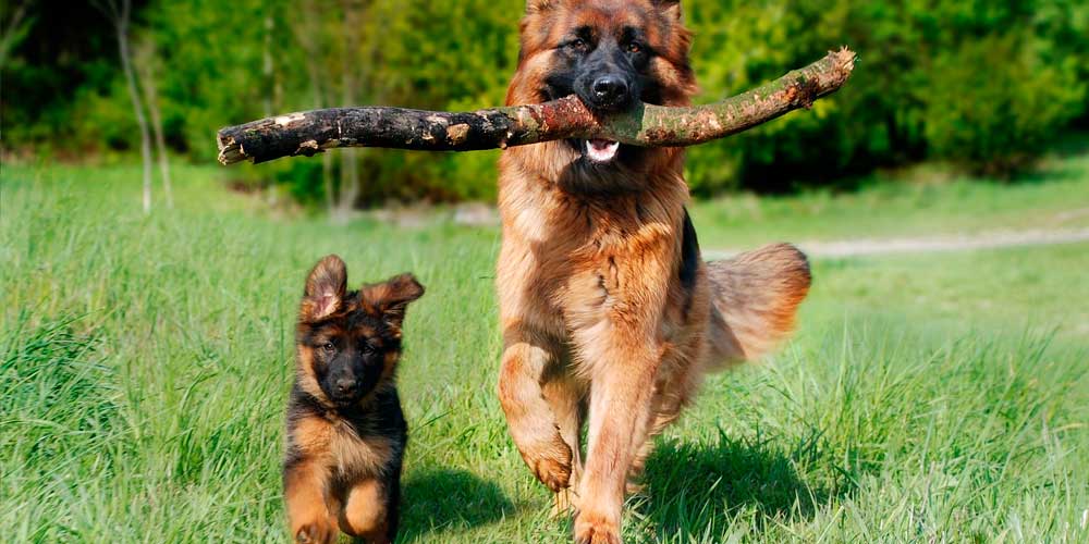 veterinaria el pastor aleman