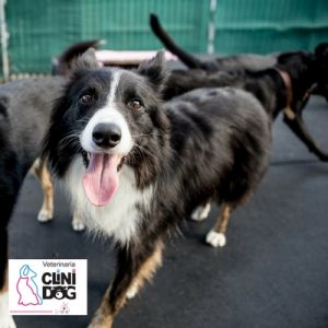 veterinaria el puente