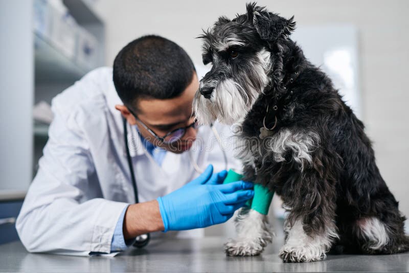 veterinaria el varon 1