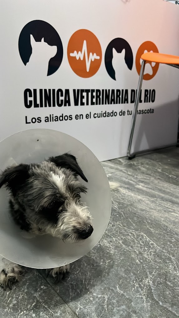 veterinaria emmanuel 4