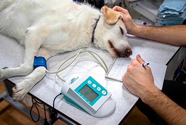 veterinaria emmanuel