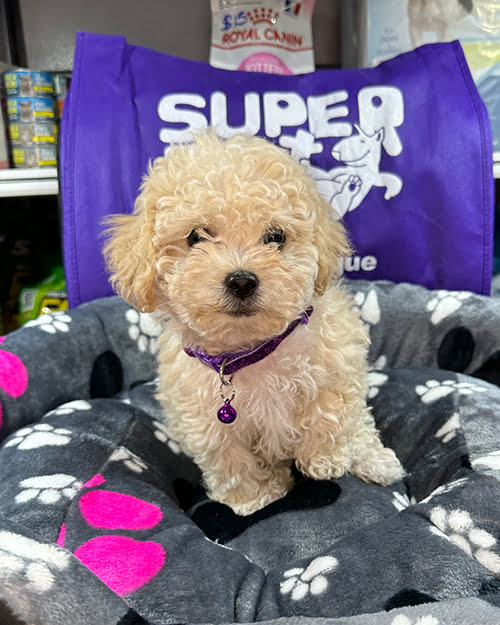 veterinaria hogar del poodle