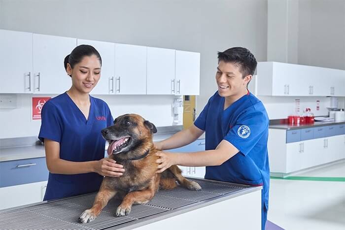 veterinaria la buena fe 2