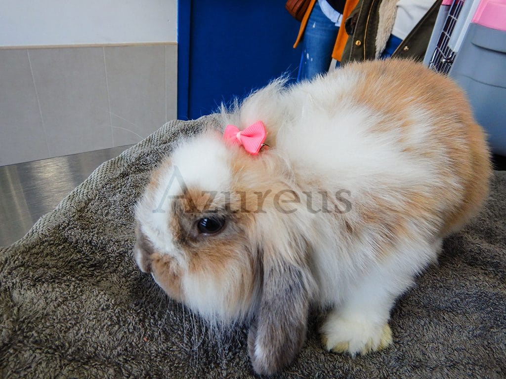 veterinaria la conejita 15