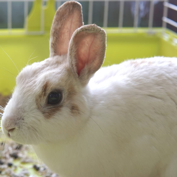 veterinaria la conejita 2