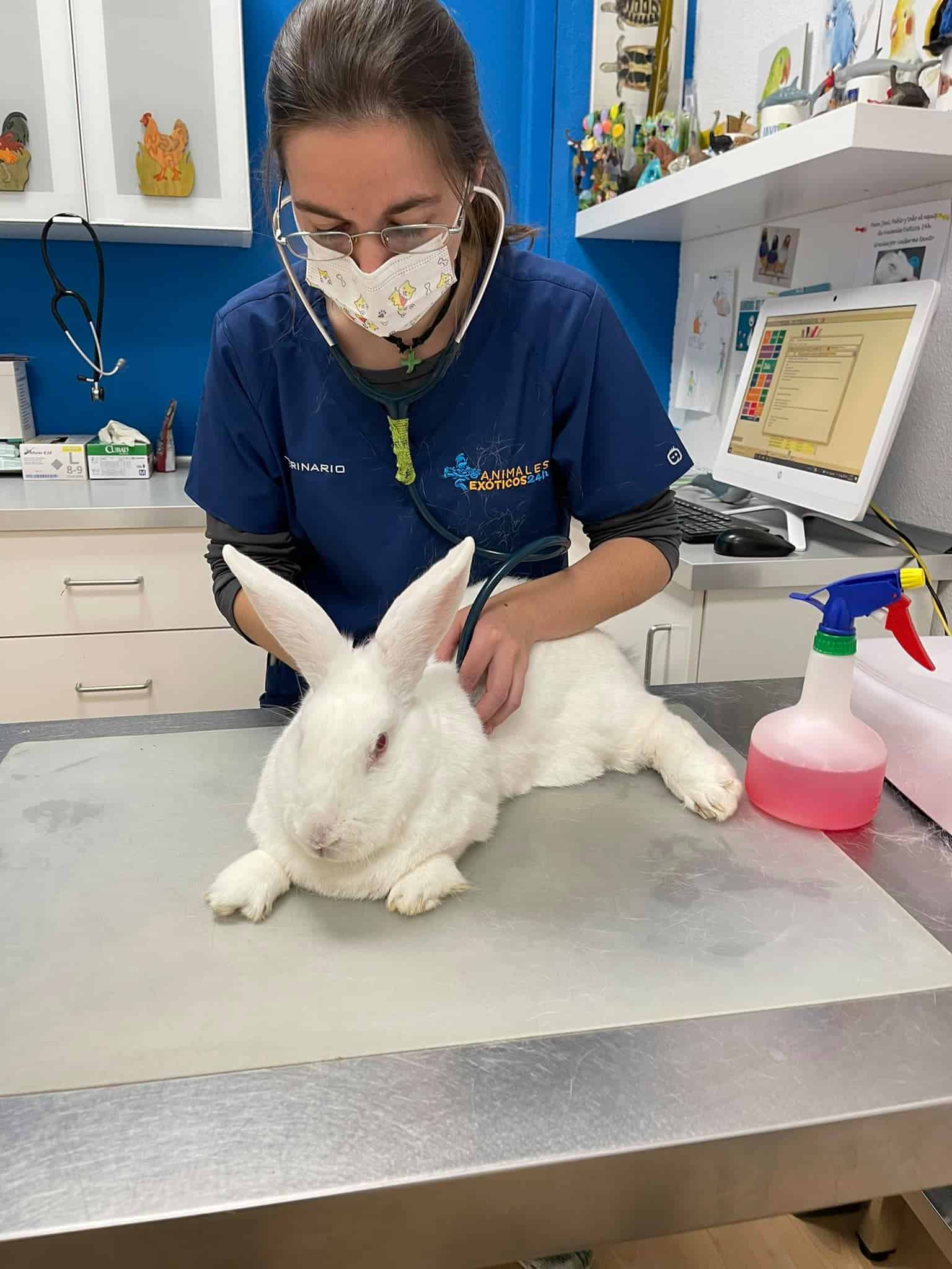 veterinaria la conejita 3