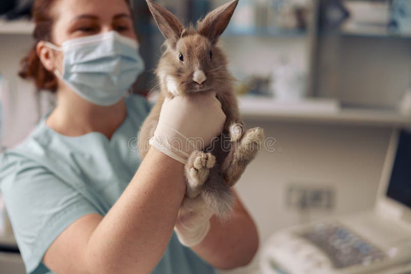 veterinaria la conejita 4